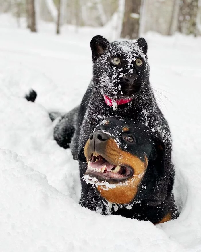 Dog and cat - Dog, Rottweiler, Panther, Leopard, Big cats, Wild animals, Pets, Snow, The photo, Lucky moment, Panther Moon