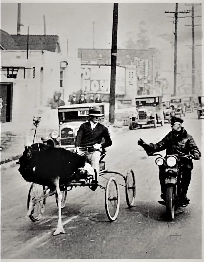 Los Angeles, circa 1930. Police stop an ostrich carriage for speeding. - Ostrich, Over speed, The photo