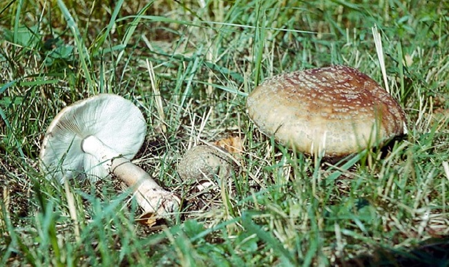 Съедобные и ядовитые грибы европейской части России Книги, Грибы