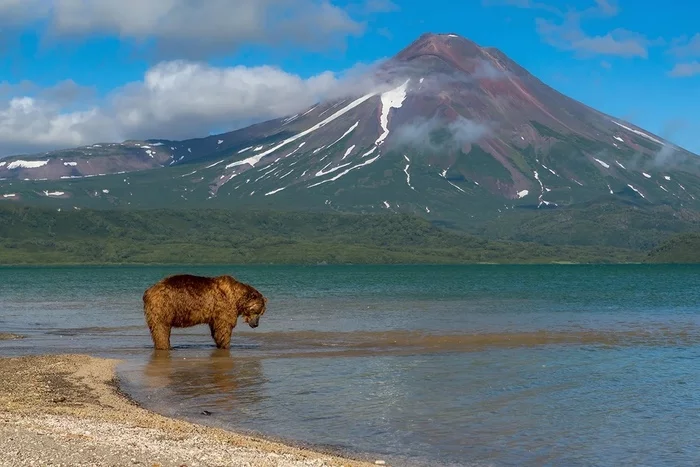Kamchatka brown bear (Ursus arctos piscator) - The Bears, Animals, Mammals, Nature, Kamchatka, Longpost