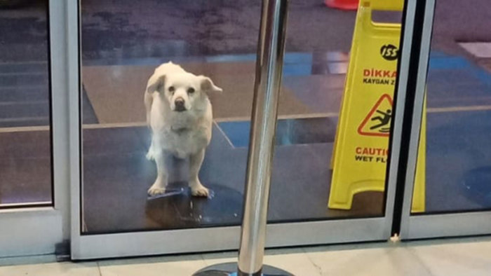 In Turkey, a dog waited for its owner at the entrance to a hospital for six days - Pets, Turkey, Dog, Dogs and people, Loyalty, friendship, Milota, Mail ru