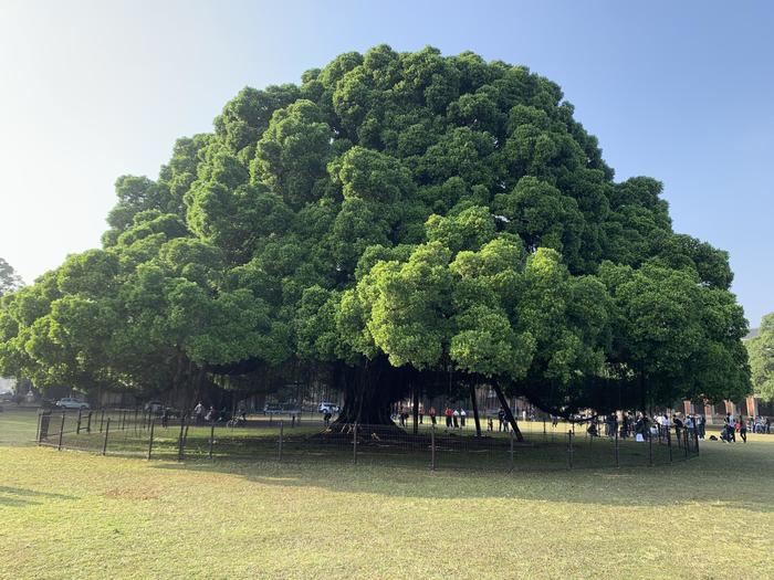 A tree on a student campus in Taiwan - Tree, Crown of trees, Taiwan, The size