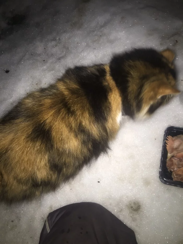 Report on the feeding of animals abandoned in horticulture on January 23-24. - My, Kittens, cat, Help, Kindness, Pet, Animals, Animal Rescue, Cold, , Hunger, Winter, Leningrad region, Video, Longpost, Pets
