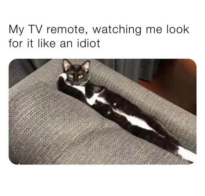 My TV remote that I'm looking for looks at me like I'm an idiot. - TV remote, cat, Funny, Picture with text, From the network