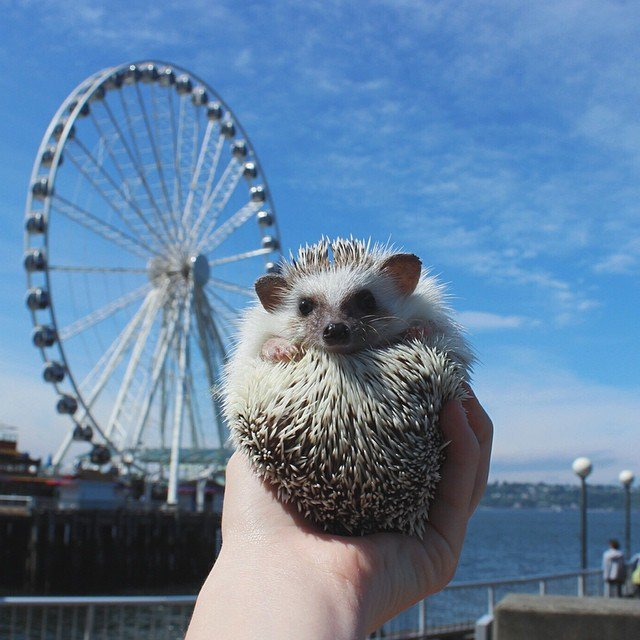 Enduring friendship - Hedgehog, Dwarf hedgehog, Pets, Pet, Travels, The americans, The national geographic, Longpost