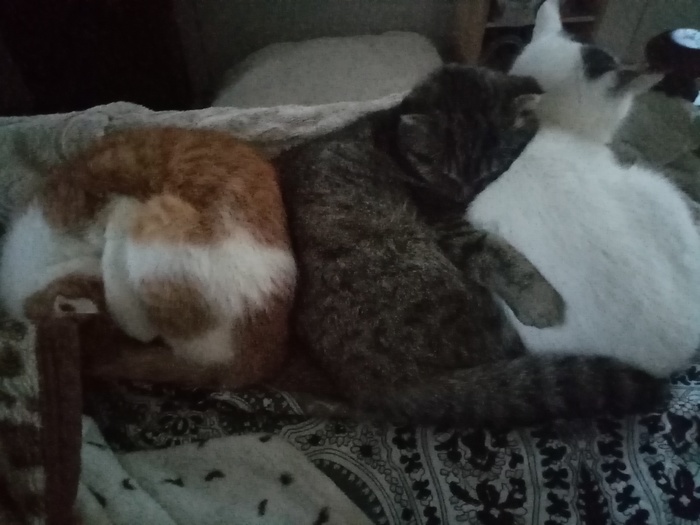 ����� ������� � ��������