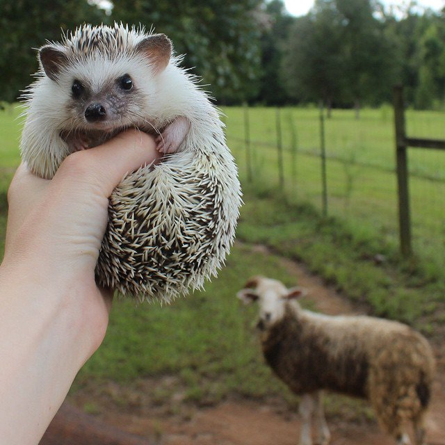 Enduring friendship - Hedgehog, Dwarf hedgehog, Pets, Pet, Travels, The americans, The national geographic, Longpost