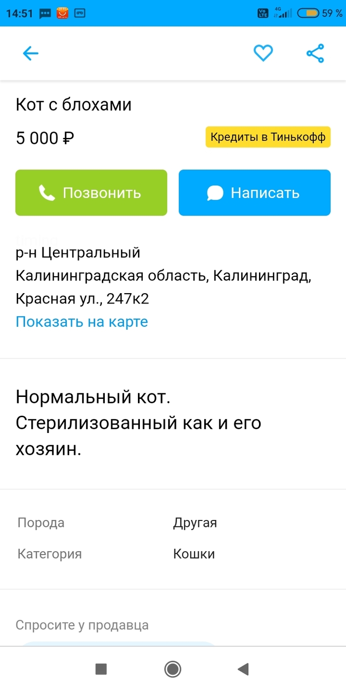 Нормальный кот