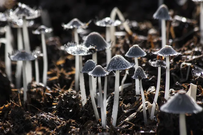 Black mushrooms of Chernobyl: unidentified life created by radiation - Chernobyl, Biology, Mushrooms, Longpost