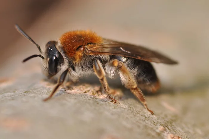 A quarter of all known bee species have not been seen since the 1980s - Bees, Insects, Biodiversity, , Food security, Protection of Nature, The national geographic, Habitat, , Anxiety, Science and life, Research, Scientists, Argentina, South America, Entomology