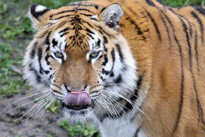 At the Kaliningrad Zoo, old people are respected and protected! - Tiger, Amur tiger, Big cats, Old age, Wild animals, Kaliningrad Zoo