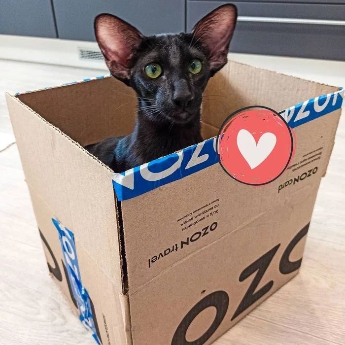 Post #7981752 - My, cat, cat, Kittens, Black cat, Black cat, Oriental cats, Milota, Pets, Box