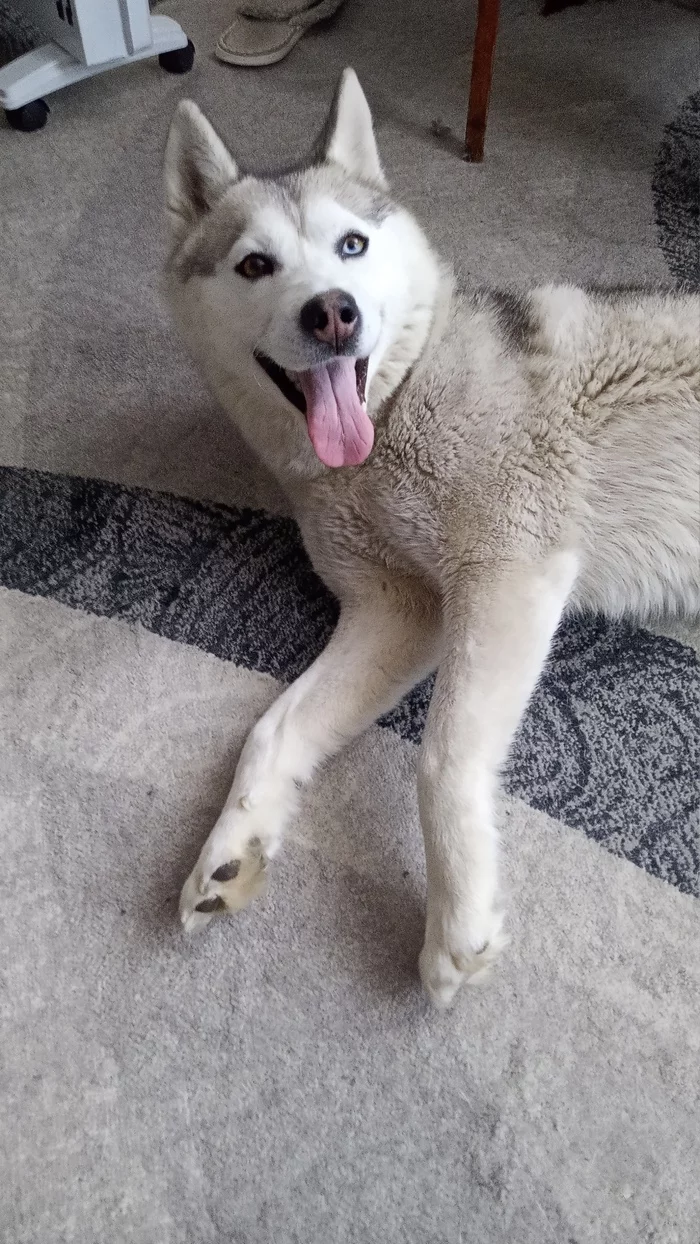 Husky found, looking for owner - My, Husky, Lost, Found a dog, Dog, The dog is missing, Search for animals, Pets, Homeless animals, Emanzhelinsk, Chelyabinsk, Chelyabinsk region, No rating, Longpost