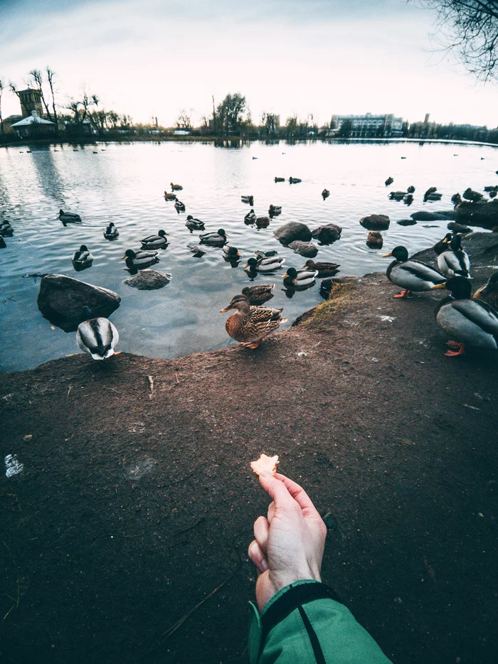 Ooty-ooti - My, Duck, Mobile photography, Peterhof