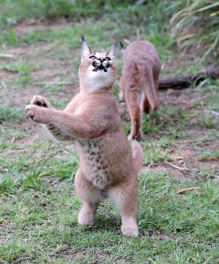 The cat is positive - Caracal, Small cats, The photo, Lucky moment, Wild animals, Milota, Reserves and sanctuaries, Australia, Wild cat center