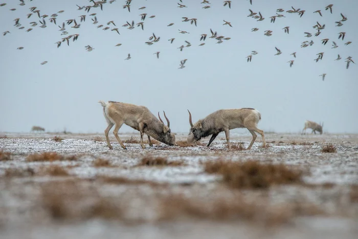 When saigas have a great love for a female merges with a fierce hatred for an opponent, a battle begins ... - Saiga, Gon, Wild animals, wildlife, Kalmykia, Reserves and sanctuaries, December, Steppe, Longpost