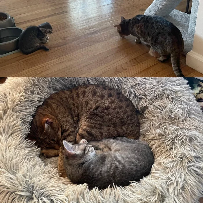 First meeting/One week later - cat, Animals, The photo, Milota