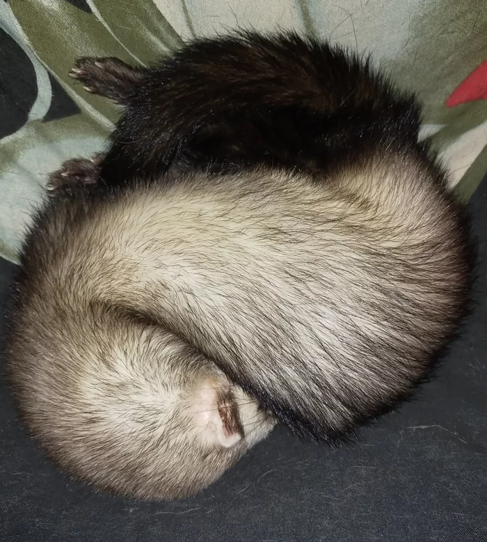 Reply to the post “Convenient” - My, Ferret, Dream