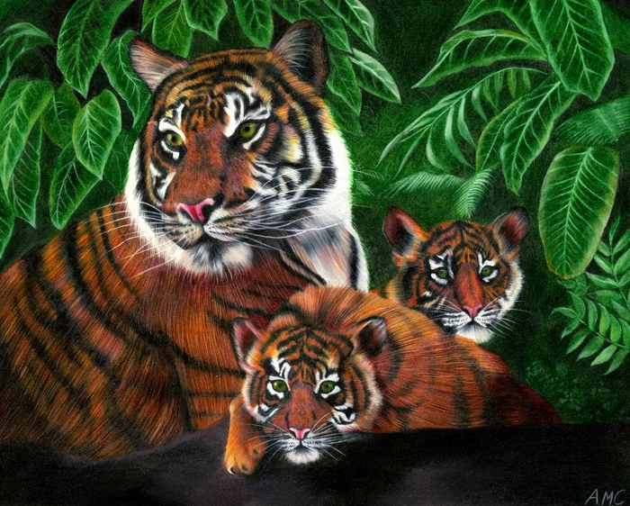 Family - My, Tiger, Drawing, Animals, Pencil, Video, Animalistics