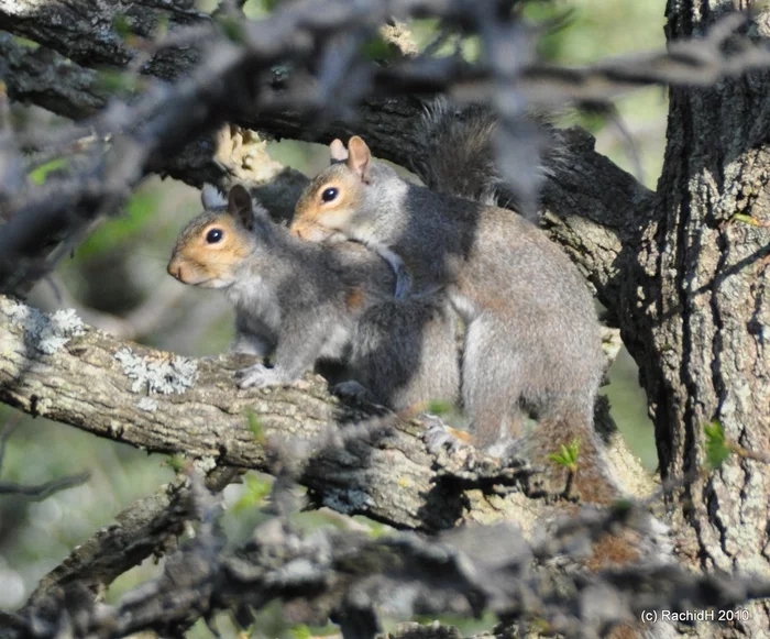 British squirrels will begin to mix contraceptives into food - Squirrel, Invasive species, Fighting evil, Wild animals, Biodiversity, Great Britain, Science and life, Contraception, Longpost