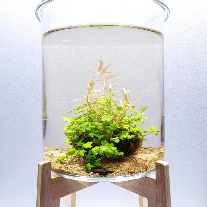 Vabikusa - the art of creating moss bog hummocks - Aquarium, Phytodesign, Longpost