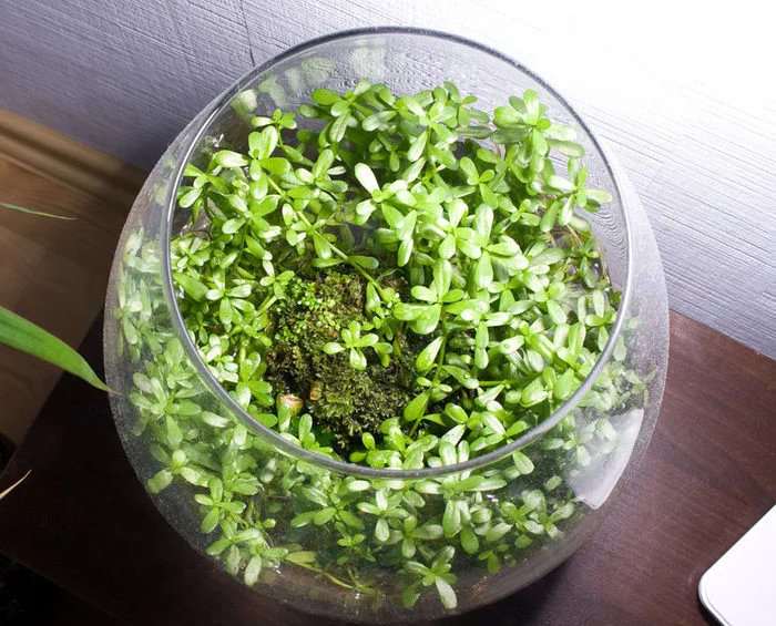 Vabikusa - the art of creating moss bog hummocks - Aquarium, Phytodesign, Longpost