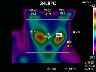 Kripokat. I also want to share my cat - My, cat, Thermal imager, Longpost