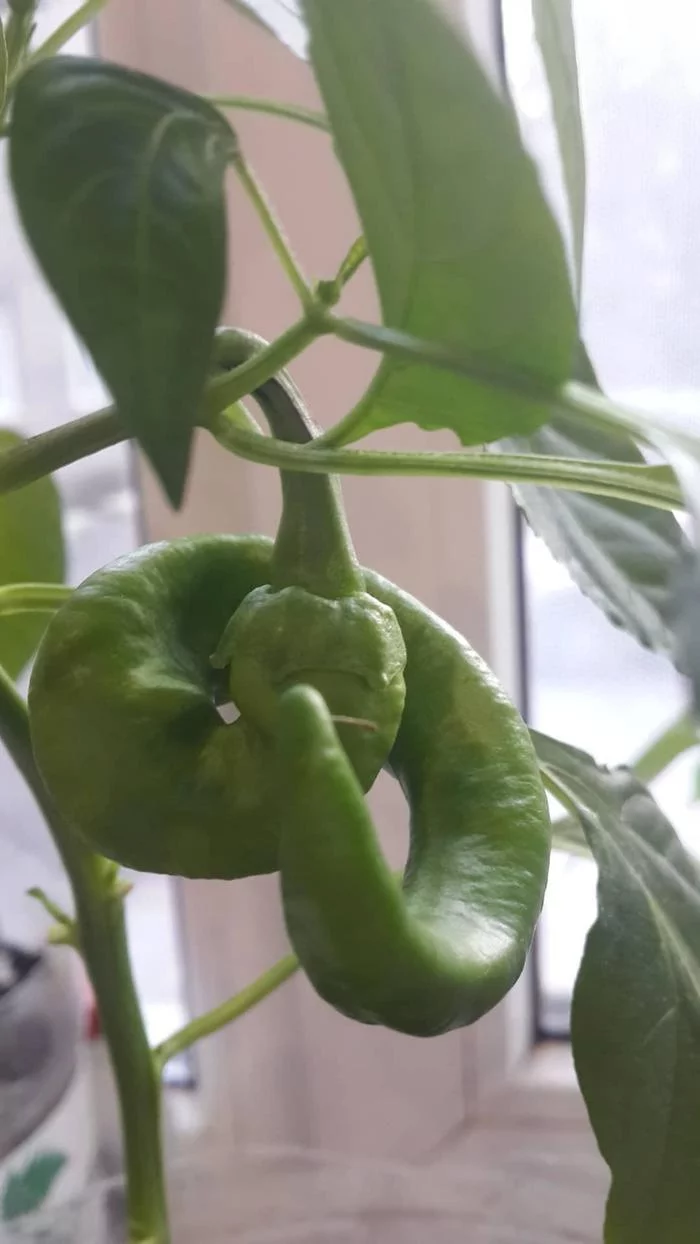 Start of a new season - My, Hot peppers, Vegetable garden on the windowsill, Growing, Longpost