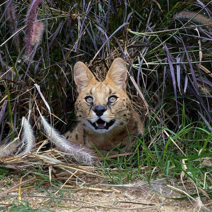 The cat is happy. Breakfast came from the tourist himself) - Serval, Small cats, Smile, Milota, Ambush, Humor, The photo, Wild animals, Australia, Reserves and sanctuaries, Cat family, Wild cat center