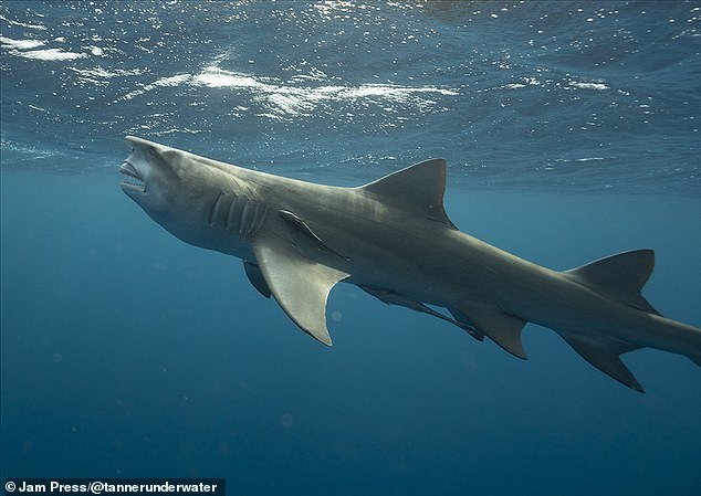 Shark with an unusual face - Shark, Face