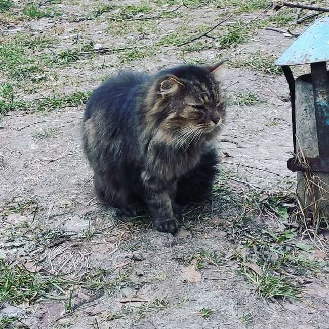 Yard cats - My, cat, Courtyard, Hiking, Longpost