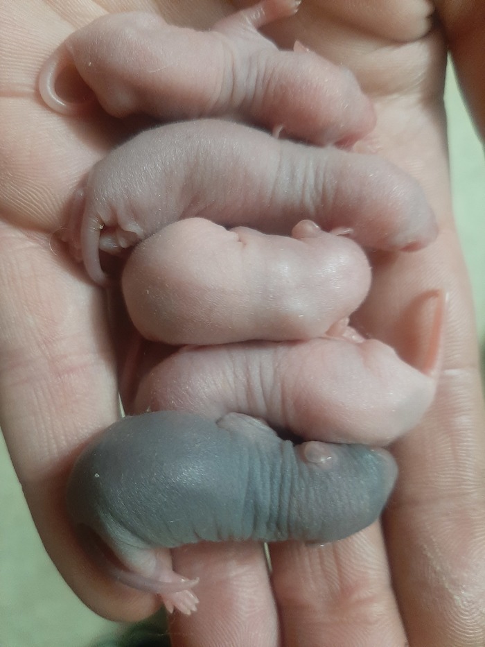 Свой среди чужих