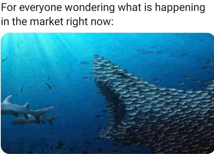 Hamsters vs. whales: the war for the stock market - My, Stock market, Reddit, Stock exchange, Trading, Pamp, Bcs, Oleg Tinkov, Alpha, Longpost, Gamestop