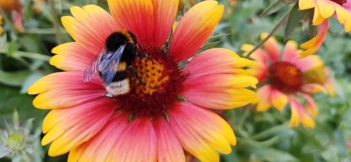 A piece of summer - Summer, Bumblebee, Flowers, Nature