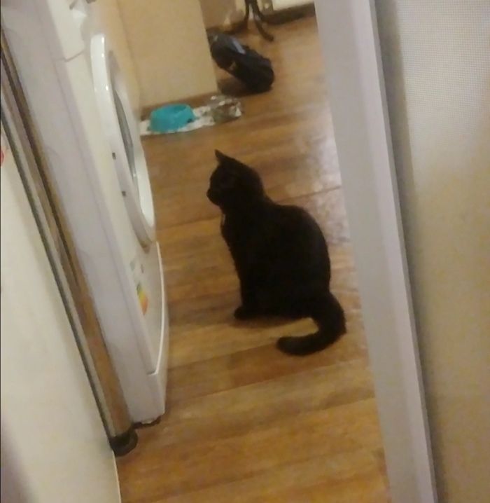 В память пропавшему коту