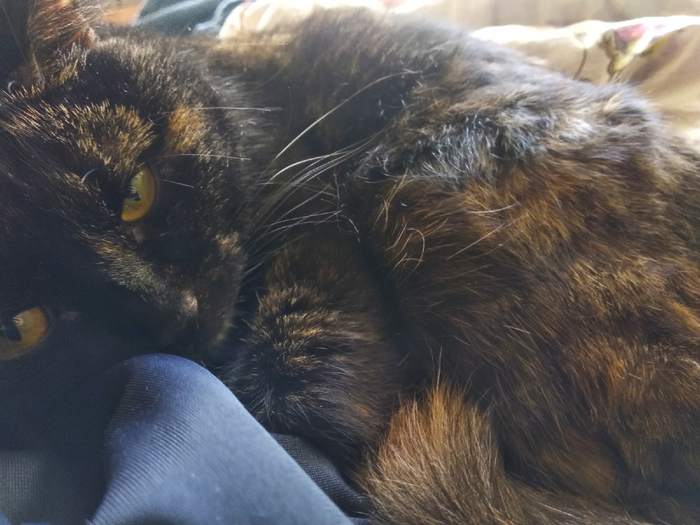 Нужен донор крови для кошки с группой крови B. Новосибирск | Пикабу