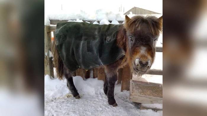 In case of important negotiations. Horse in a coat - freezing, Cold, Cold, Horse in coat, Yakut horse