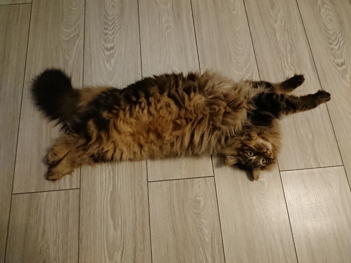 Этот котик был из тех, кто просто любит кусь