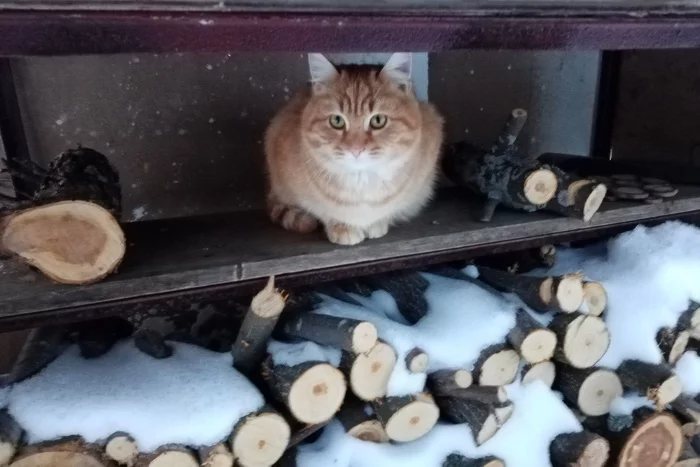 Cat in the woodpile - My, cat, Dacha, Polennitsa, Snow, Sight