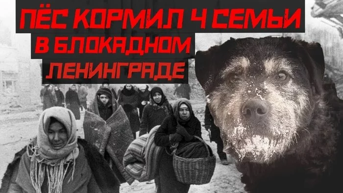 This dog Trezor fed 4 families in besieged Leningrad - Leningrad blockade, the USSR, The Second World War, The Great Patriotic War, Military history, Video, Longpost, Dog, Animals in war