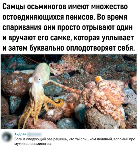 Just anecdote, a female octopus comes home with a bunch of penises. And then it starts to creep... - Interesting, Octopus, Comments