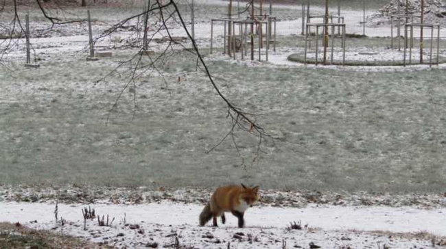 Дикие лисы в Петербурге не опасны! | Пикабу