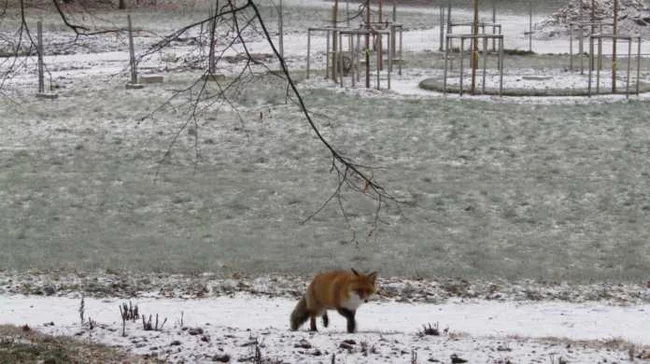 Wild foxes in St. Petersburg are not dangerous! - Fox, Wild animals, Town, Saint Petersburg, Life safety, Vaccine, Rabies, Animals, Do not be afraid, Longpost