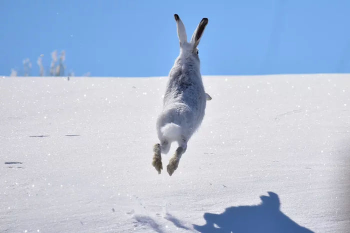 Several interesting features of wintering a hare - Animals, Hare, Wintering, Yandex Zen, Longpost
