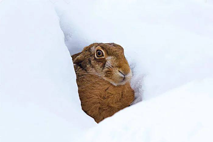 Several interesting features of wintering a hare - Animals, Hare, Wintering, Yandex Zen, Longpost