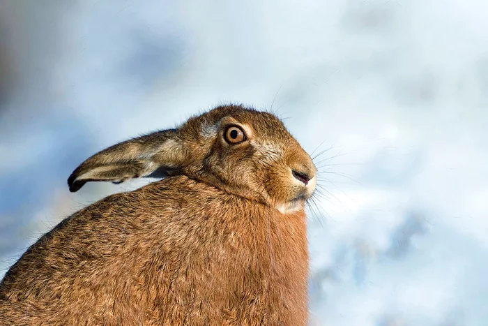 Several interesting features of wintering a hare - Animals, Hare, Wintering, Yandex Zen, Longpost
