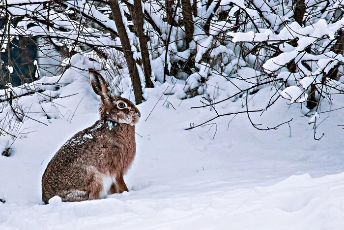 Several interesting features of wintering a hare - Animals, Hare, Wintering, Yandex Zen, Longpost