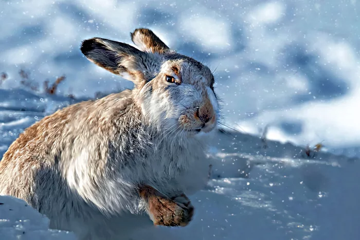 Several interesting features of wintering a hare - Animals, Hare, Wintering, Yandex Zen, Longpost