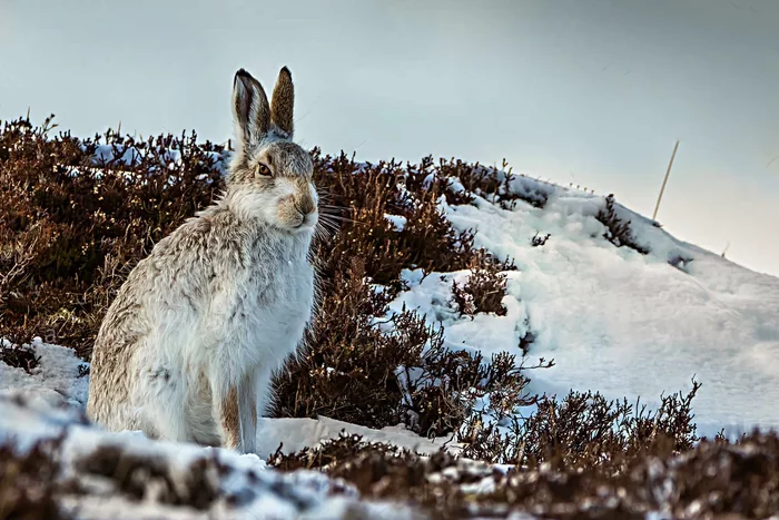Several interesting features of wintering a hare - Animals, Hare, Wintering, Yandex Zen, Longpost