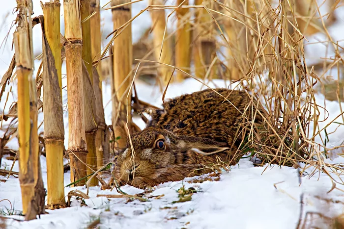 Several interesting features of wintering a hare - Animals, Hare, Wintering, Yandex Zen, Longpost